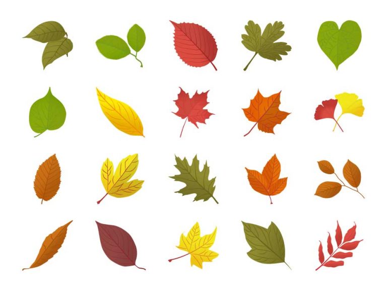 Autumn Leaves Vectors