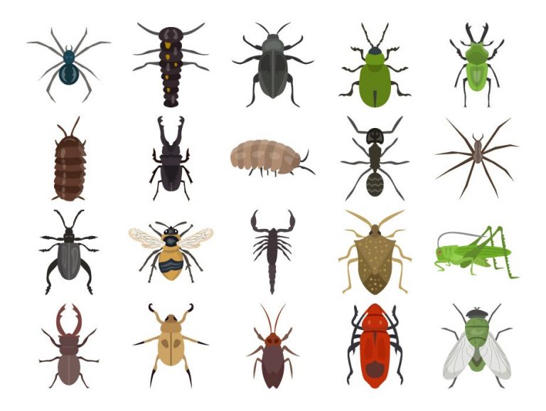 Insects Icon Free