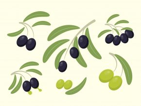 Free Olives Vector Art